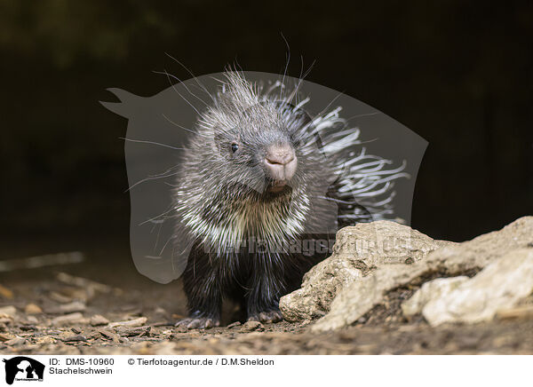 Stachelschwein / crested porpentine / DMS-10960