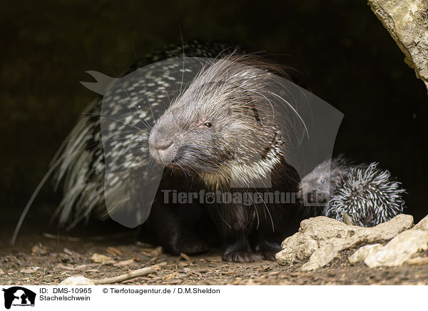 Stachelschwein / crested porpentine / DMS-10965