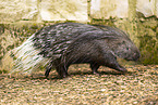 Stachelschwein