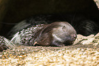 Stachelschwein