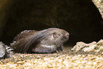 Stachelschwein