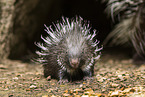 Stachelschwein