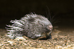 Stachelschwein