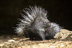Stachelschwein