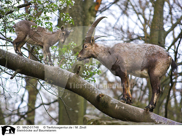 Steinbcke auf Baumstamm / ibexes at trunk / MAZ-01748