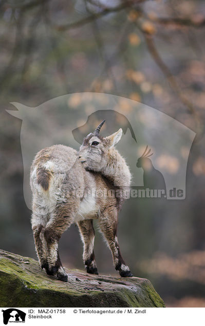 Steinbock / ibex / MAZ-01758
