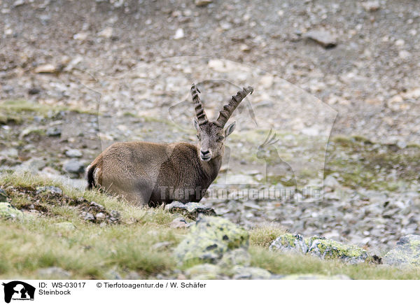 Steinbock / ibex / WS-03017