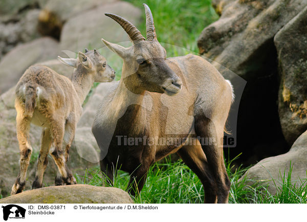 Steinbcke / Alpine ibexes / DMS-03871
