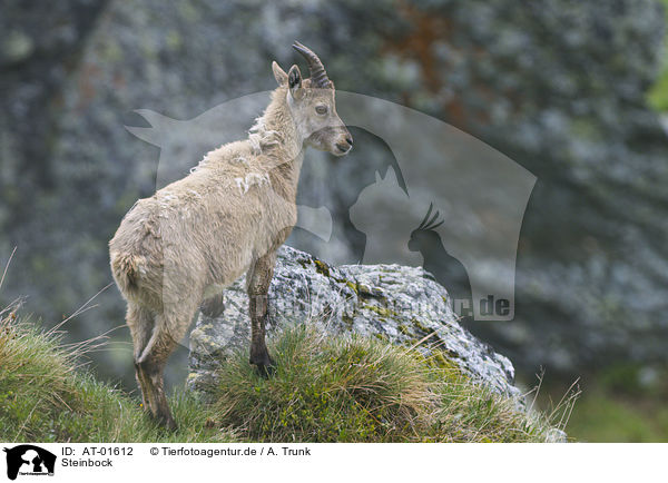 Steinbock / Alpine ibex / AT-01612