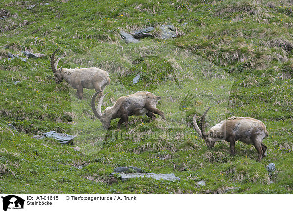 Steinbcke / Alpine ibexes / AT-01615