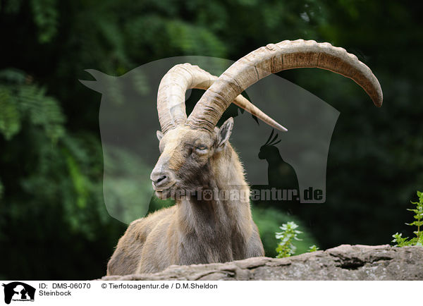 Steinbock / DMS-06070