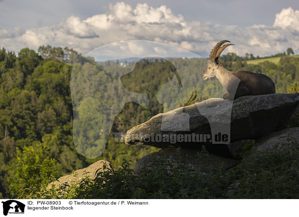 liegender Steinbock / PW-08903