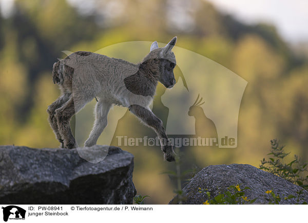 junger Steinbock / young Ibex / PW-08941
