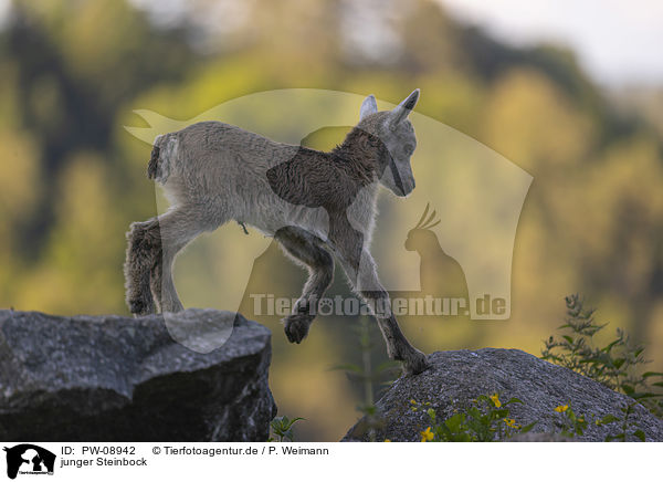 junger Steinbock / PW-08942