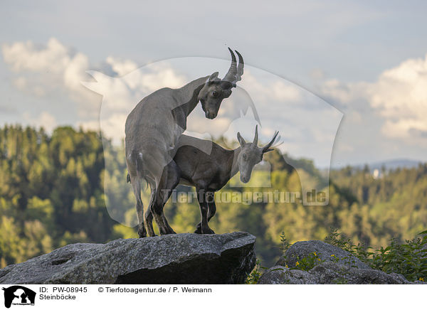 Steinbcke / PW-08945