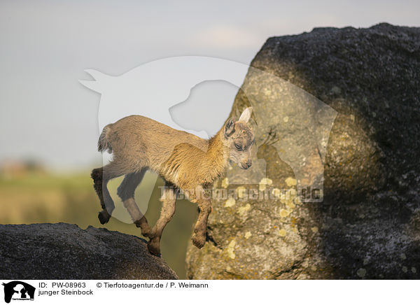 junger Steinbock / PW-08963