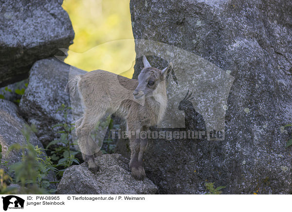 junger Steinbock / young Ibex / PW-08965