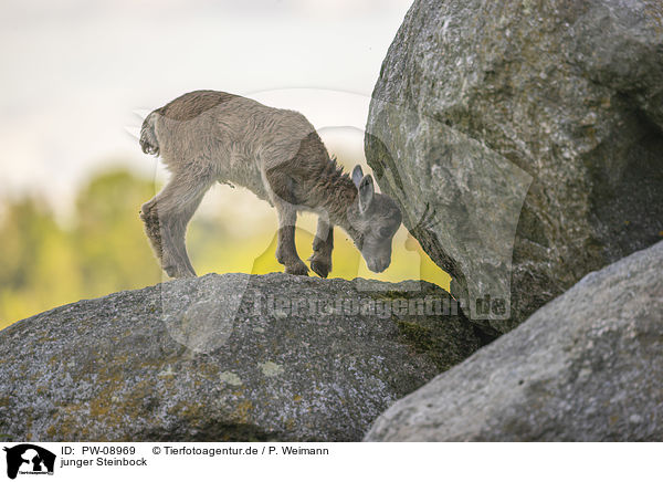 junger Steinbock / young Ibex / PW-08969