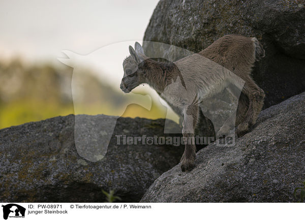junger Steinbock / young Ibex / PW-08971