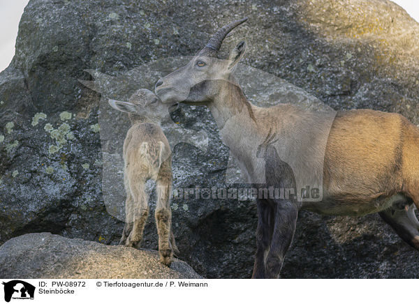 Steinbcke / PW-08972
