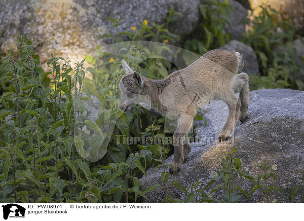 junger Steinbock / PW-08974