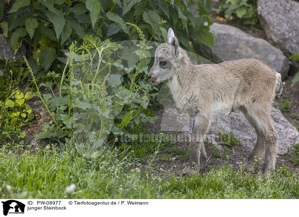 junger Steinbock / PW-08977