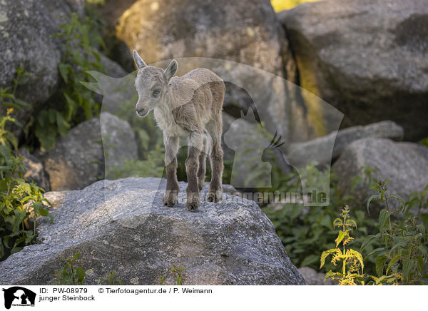 junger Steinbock / young Ibex / PW-08979