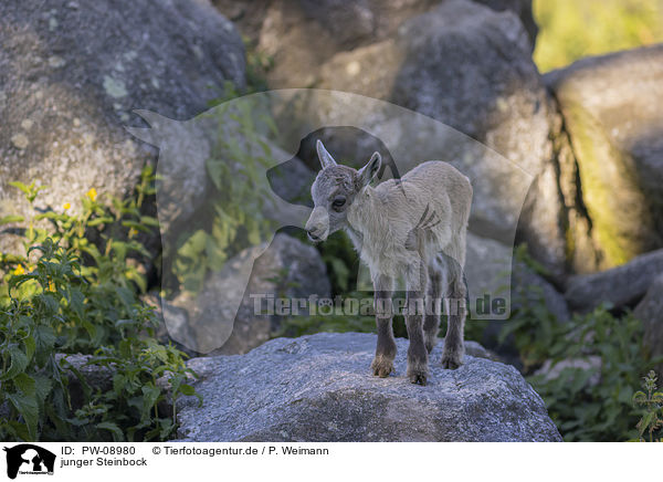 junger Steinbock / young Ibex / PW-08980
