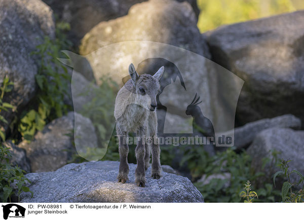junger Steinbock / young Ibex / PW-08981