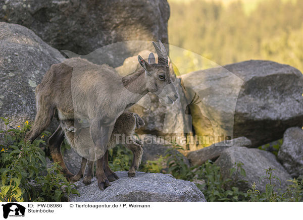 Steinbcke / PW-08986