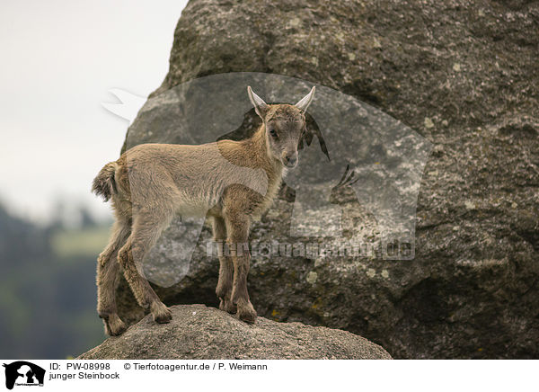 junger Steinbock / young Ibex / PW-08998