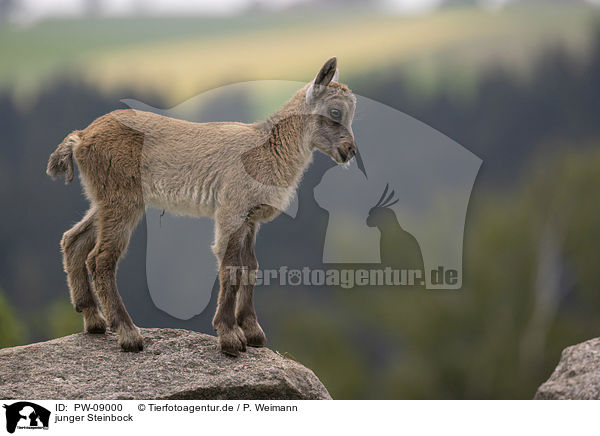junger Steinbock / young Ibex / PW-09000