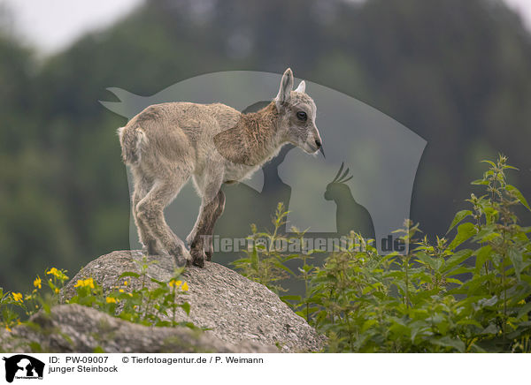 junger Steinbock / young Ibex / PW-09007