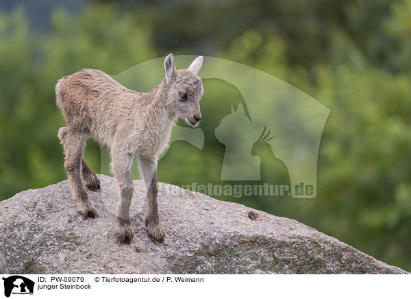 junger Steinbock / young Ibex / PW-09079