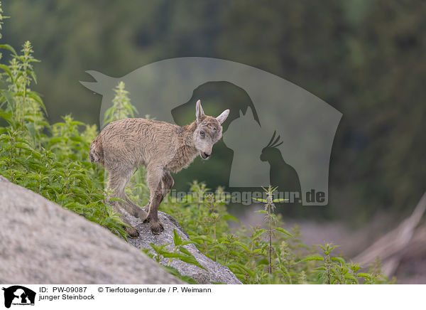 junger Steinbock / PW-09087