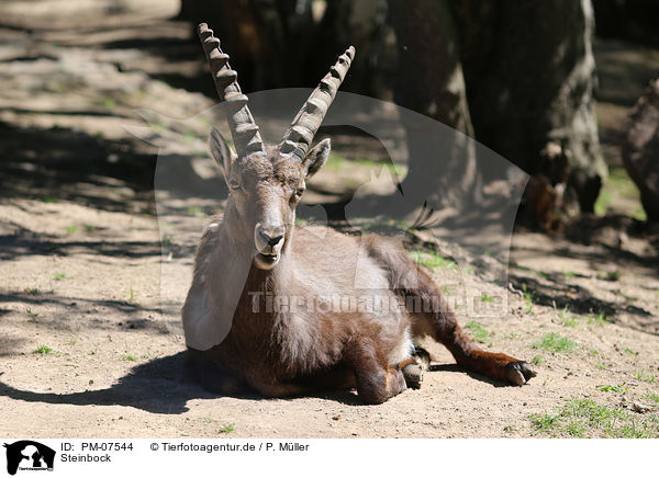 Steinbock / PM-07544