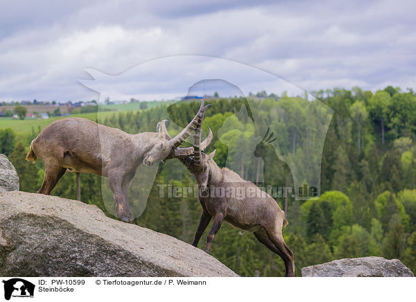 Steinb�cke / ibexes / PW-10599