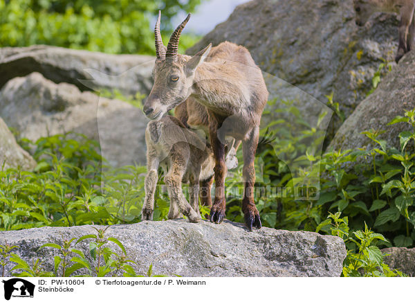 Steinbcke / ibexes / PW-10604