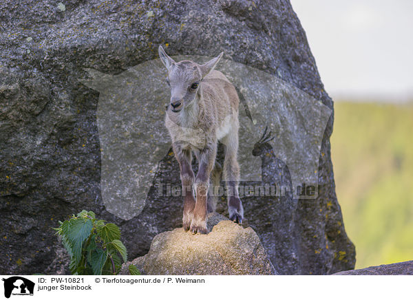 junger Steinbock / young ibex / PW-10821