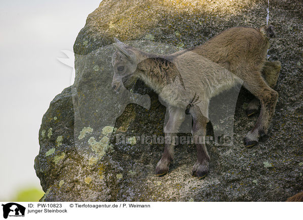junger Steinbock / young ibex / PW-10823