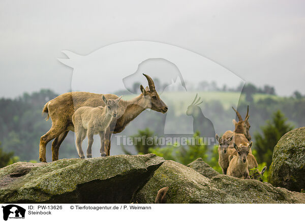 Steinbock / ibex / PW-13626