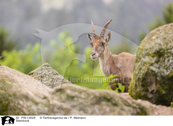 Steinbock / ibex / PW-13629