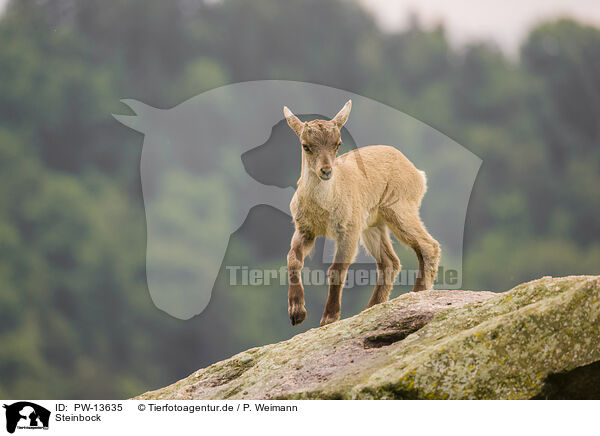 Steinbock / PW-13635