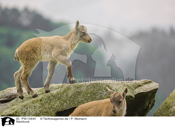 Steinbock / ibex / PW-13640