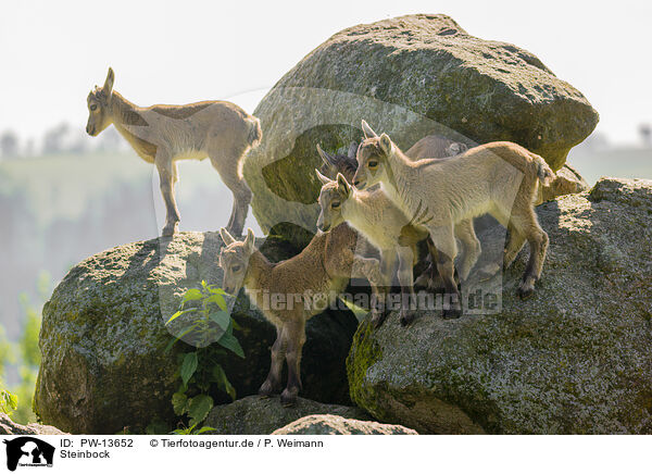 Steinbock / ibex / PW-13652