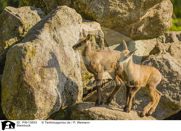 Steinbock / PW-13653