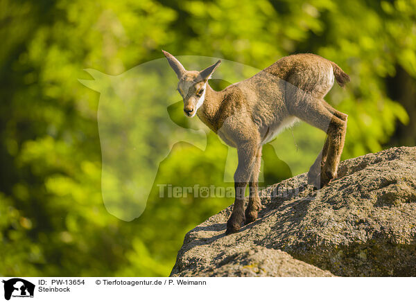 Steinbock / PW-13654