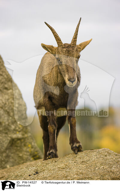 Steinbock / ibex / PW-14527