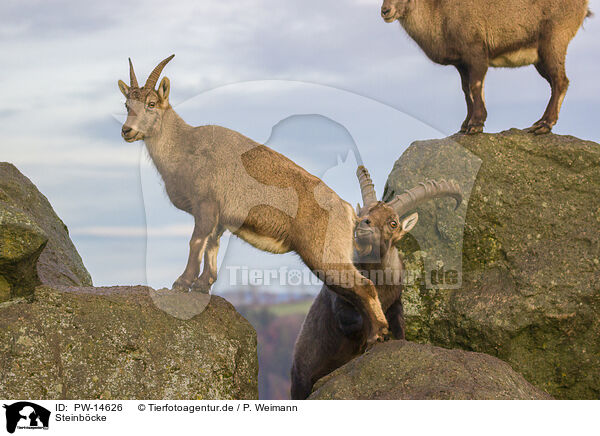 Steinbcke / ibexes / PW-14626