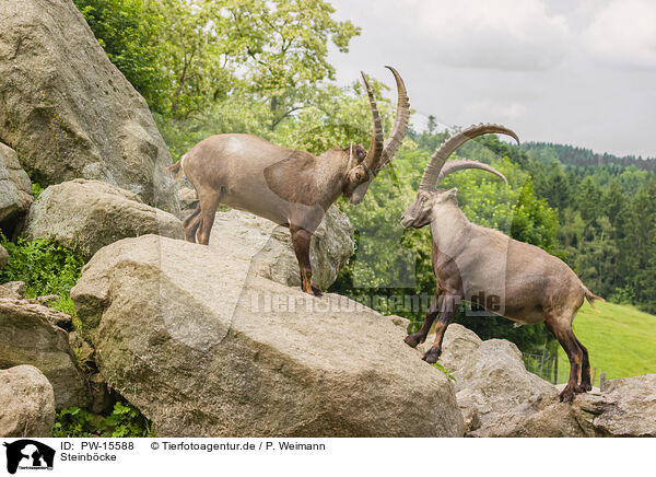 Steinbcke / ibexes / PW-15588